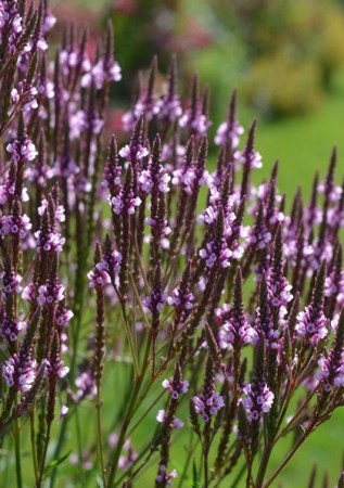 VERBENA hastata